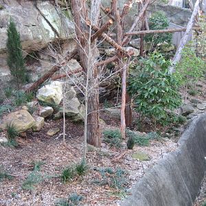 New Red Panda exhibit