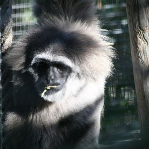 Silvery Gibbon