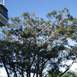 Cablecar goes past a Binturong in a tree
