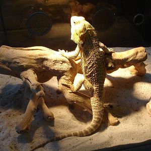 Bearded Dragon