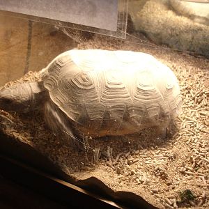 Tortoise