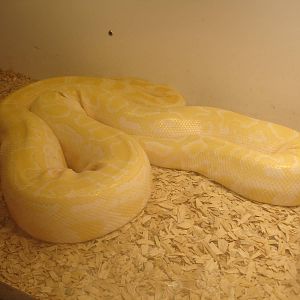 Albino Python