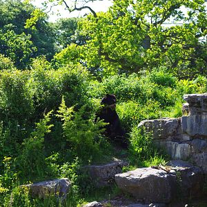 Chester Zoo - Spectacled Bear