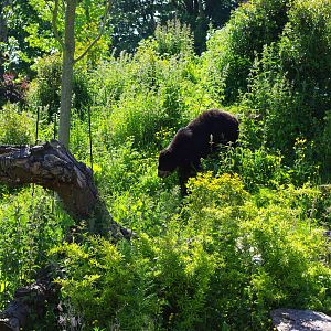 Chester Zoo - Spectacled Bear
