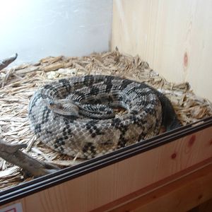 Timber Rattlesnake