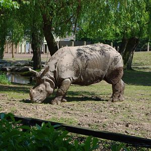 Chester Zoo - Indian Rhino