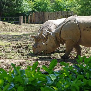 Chester Zoo - Indian Rhino