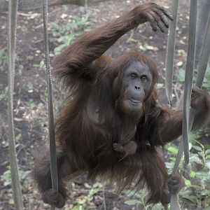 Emma demonstrating climbing technique 6