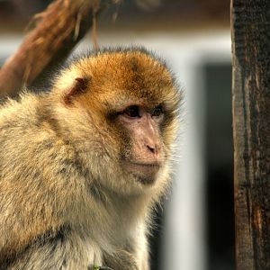 Barbary macaque at Bad Pyrmont