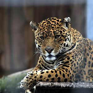 Jaguar at Bad Pyrmont