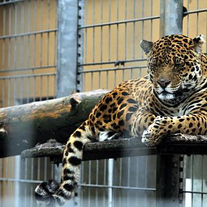 Jaguar at Bad Pyrmont