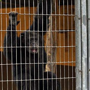 Chimpanzee at Bad Pyrmont