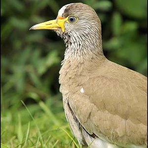 African wattled lapwing at Thüle