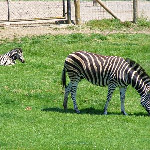 Zeus and Phoebe the Chapman's zebras at Marwell Wildlife, 30 May 2009