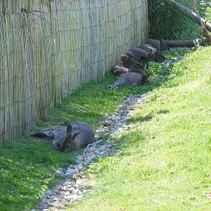 Bennett's wallabies in Australian Bush Walk exhibit at Marwell Wildlife, 30