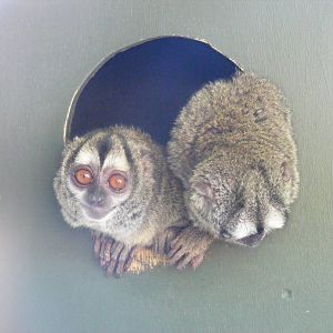 Douroucoulis at Marwell Wildlife, 30 May 2009