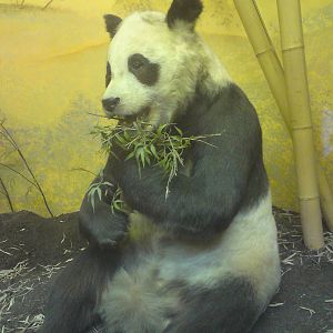 Chi-Chi, Natural History Museum