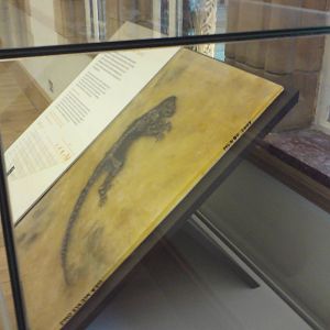 Ida cast, Natural History Museum