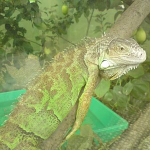 Butterfly Jungle, Natural History Museum