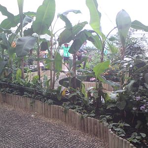 Butterfly Jungle, Natural History Museum