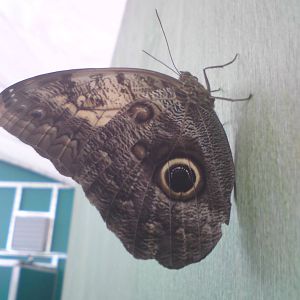 Butterfly Jungle, Natural History Museum