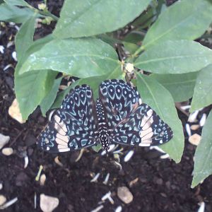 Butterfly Jungle, Natural History Museum