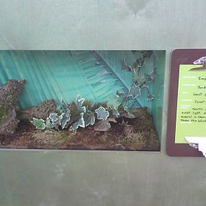 Butterfly Jungle, Natural History Museum