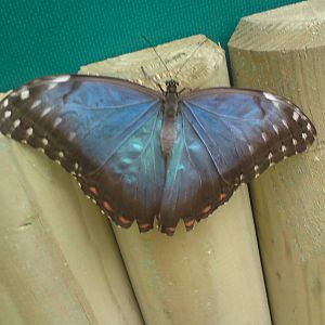 Butterfly Jungle, Natural History Museum