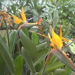 Butterfly Jungle, Natural History Museum