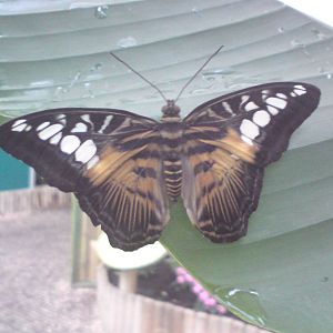 Butterfly Jungle, Natural History Museum