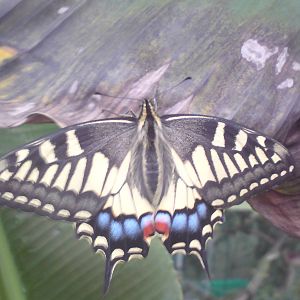 Butterfly Jungle, Natural History Museum