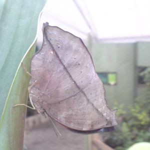 Butterfly Jungle, Natural History Museum