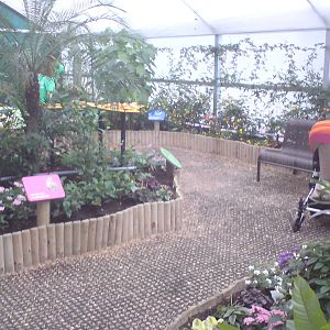 Butterfly Jungle, Natural History Museum