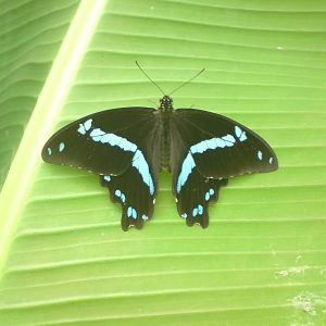 Butterfly Jungle, Natural History Museum