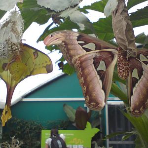 Butterfly Jungle, Natural History Museum