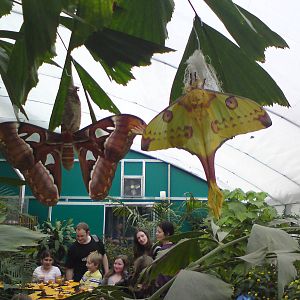 Butterfly Jungle, Natural History Museum
