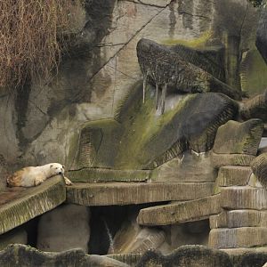 Old polarbear enclosure