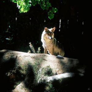 mexican wolf