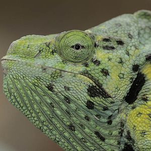 Mellers chameleon