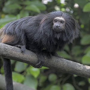 Black or golden-rumped lion tamarin