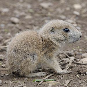 Black-tailed prairie dog pup