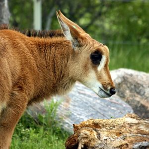 Baby Sable Antelope