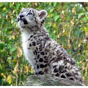 Snow Leopard