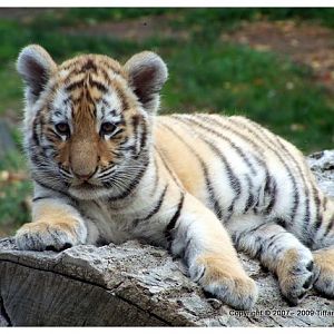 Siberian Tiger Cub