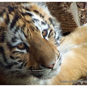 Siberian Tiger Cub