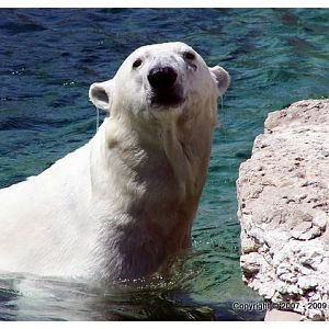Polar Bear