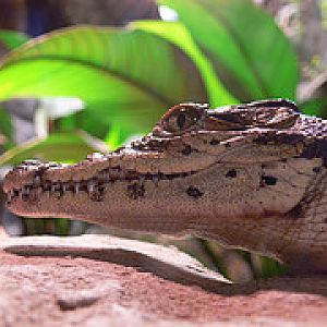 Cuban crocodile