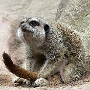 Meerkat