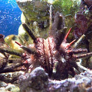 Sea urchin