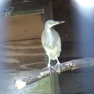 Pond Heron species